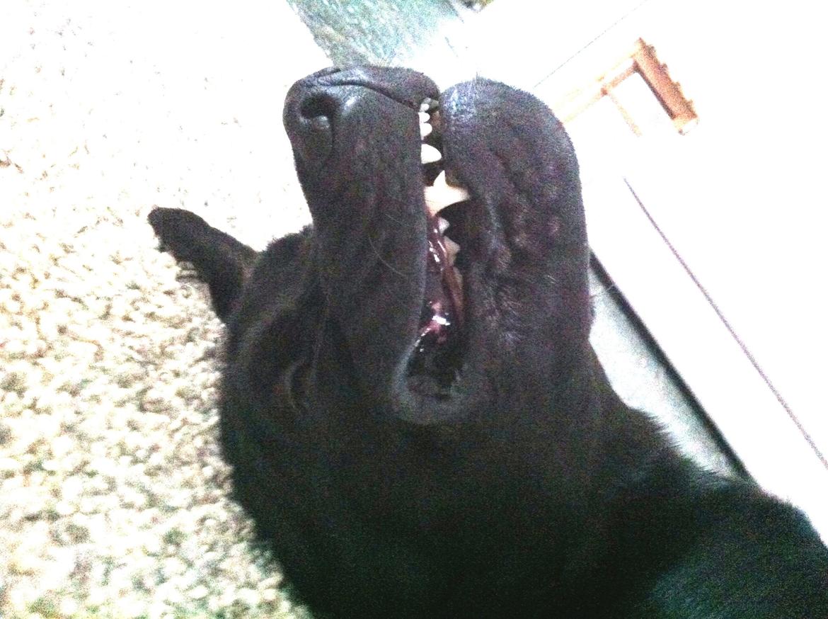 Blanding af racer Betsy billede 22