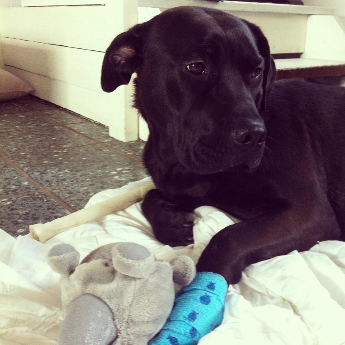 Blanding af racer Betsy billede 23