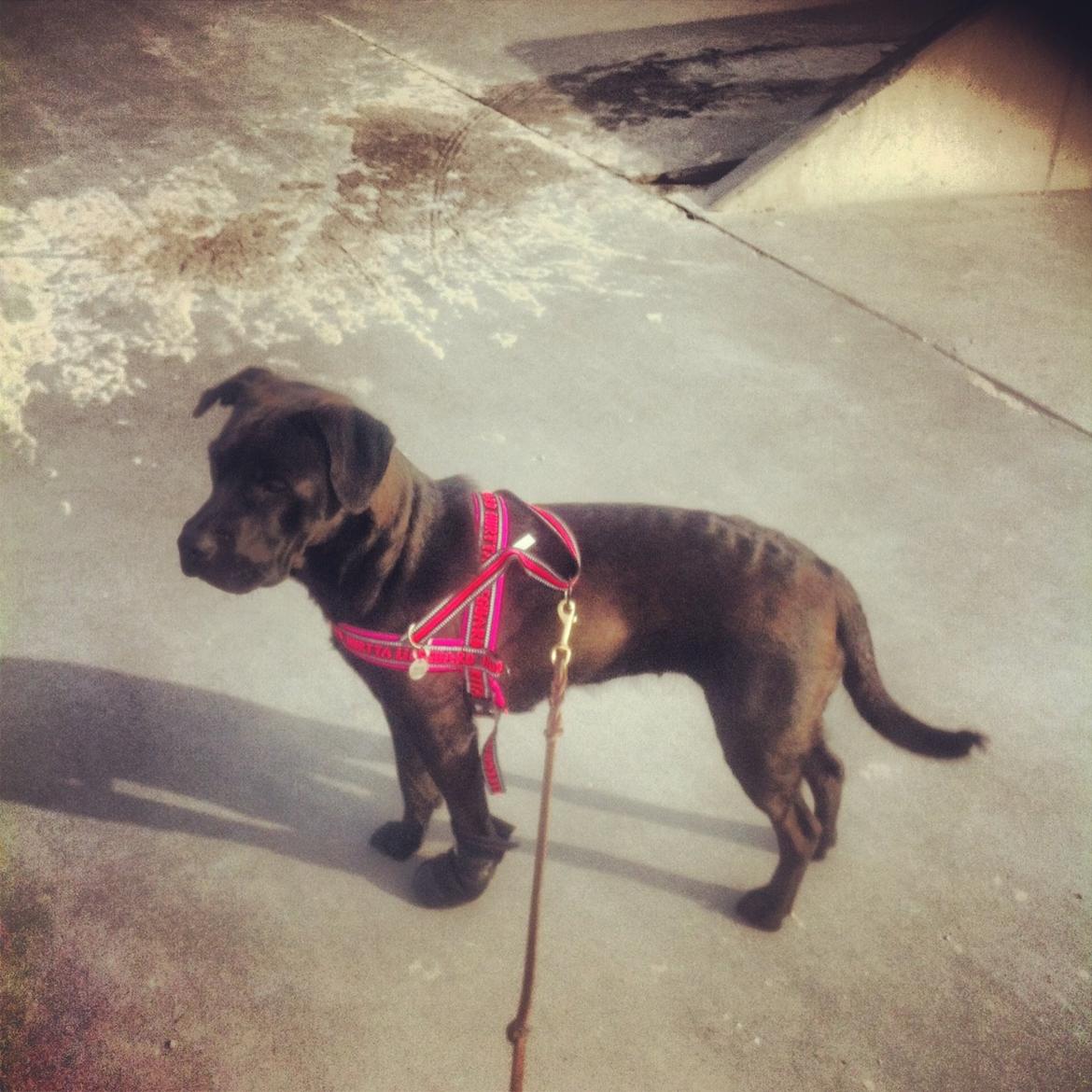 Blanding af racer Betsy billede 24