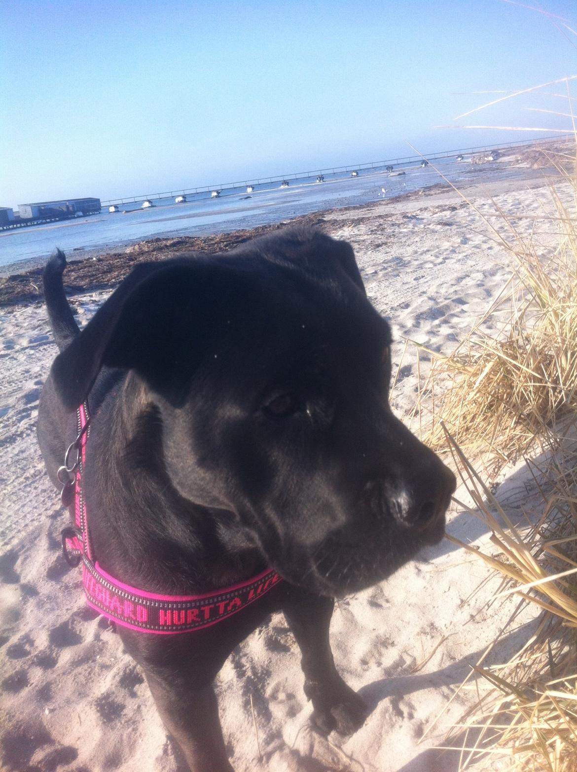 Blanding af racer Betsy billede 25