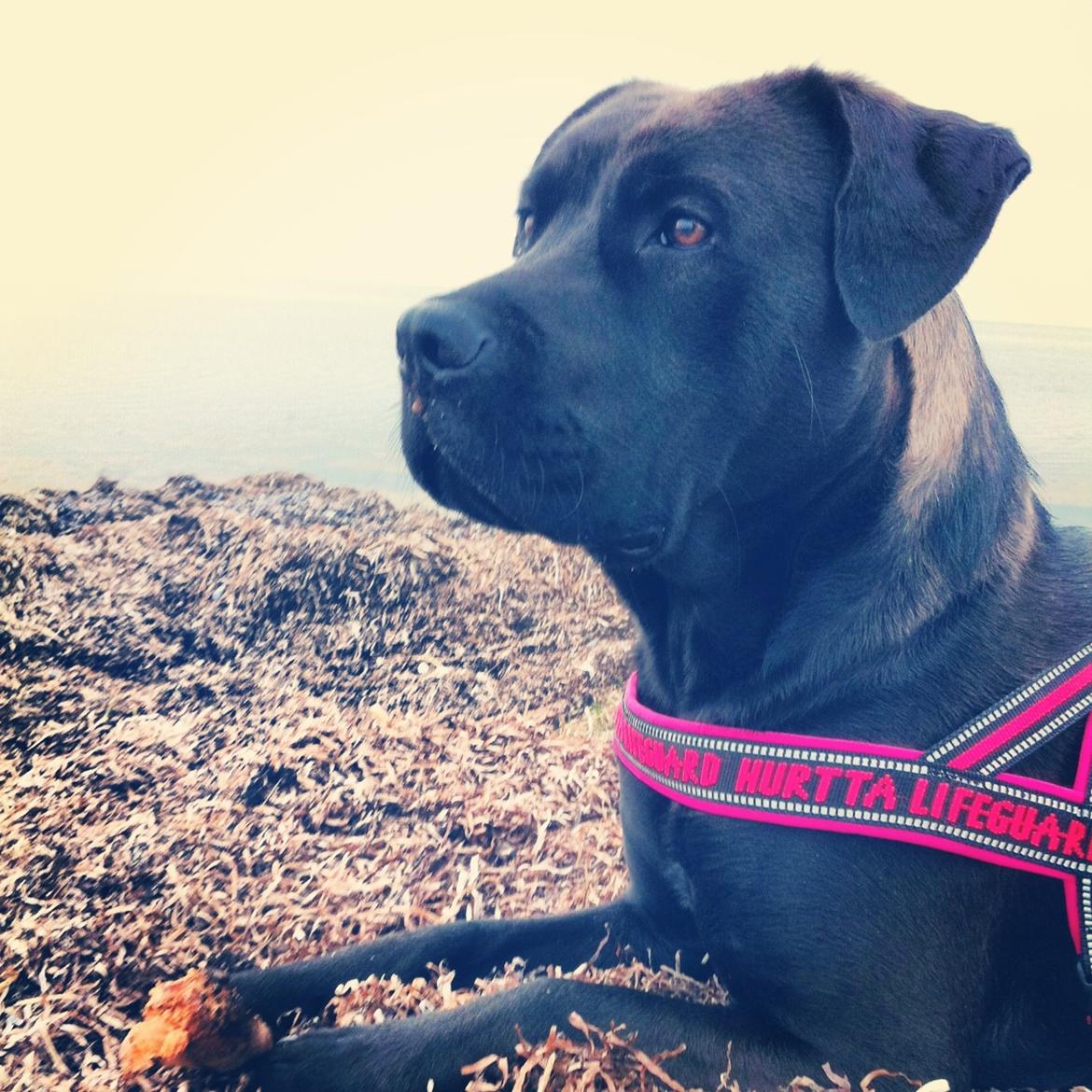 Blanding af racer Betsy billede 26