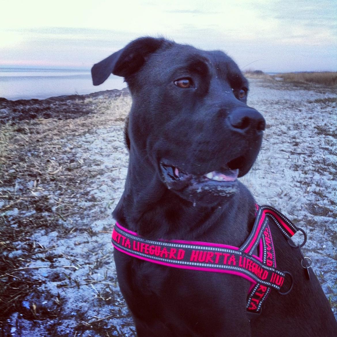 Blanding af racer Betsy billede 27