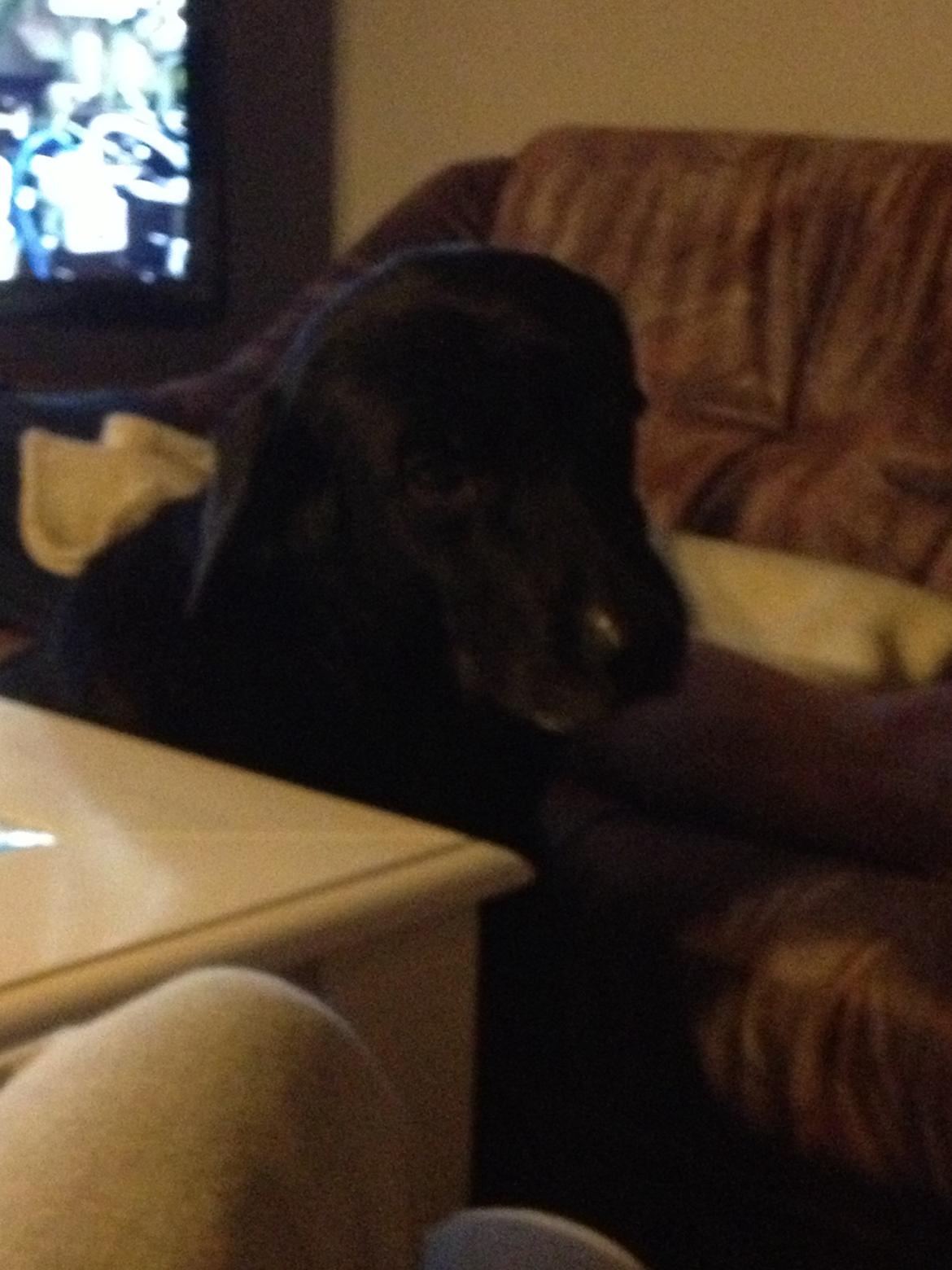 Blanding af racer Sheeba billede 21