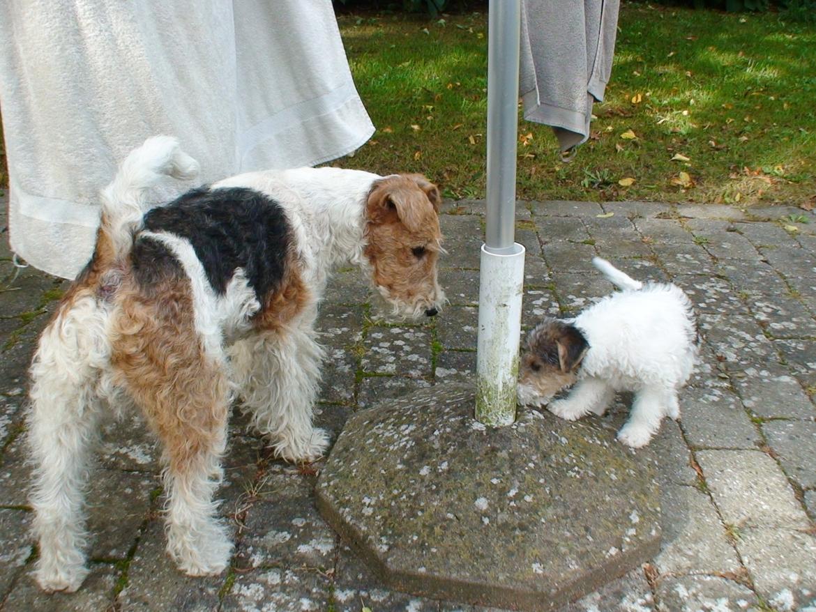 Ruhåret foxterrier Milou - Efter Fiffigs død var jeg alene et par måneder. Den lille frække på billedet er Maddie, min nye søster, og som lige er 8 uger billede 12