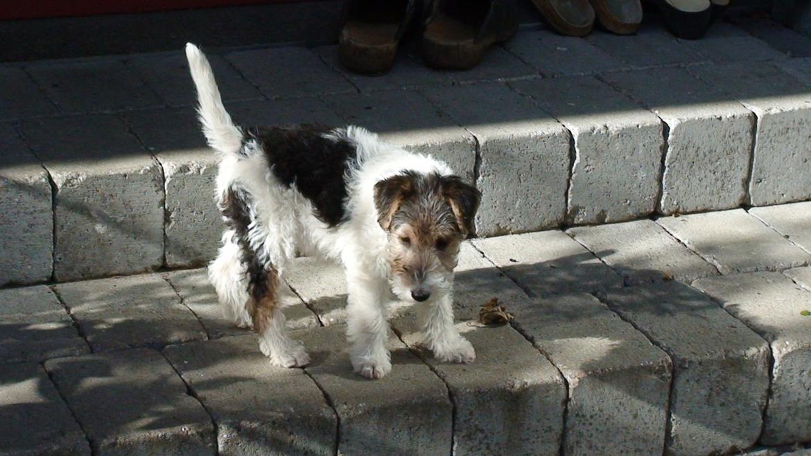 Ruhåret foxterrier EL-FRI-BA Fox Hunter billede 2