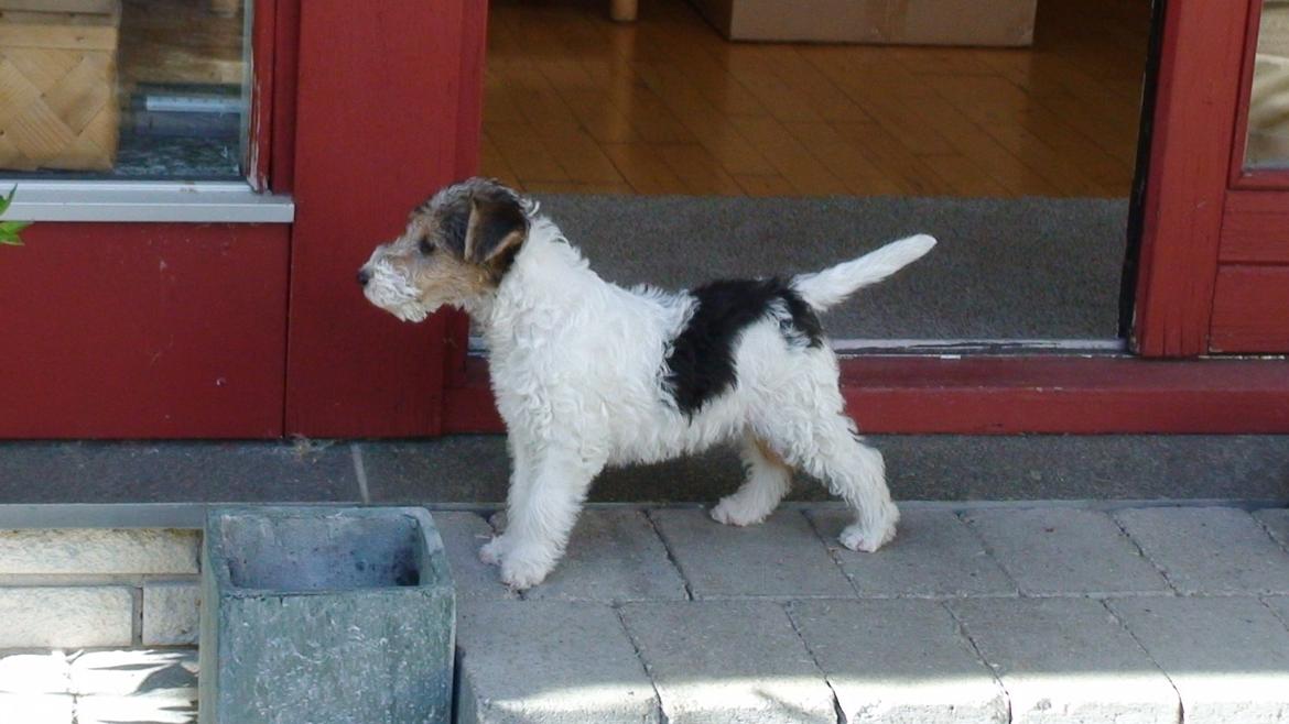 Ruhåret foxterrier EL-FRI-BA Fox Hunter - Jeg er næsten klar til udstilling :-) billede 1