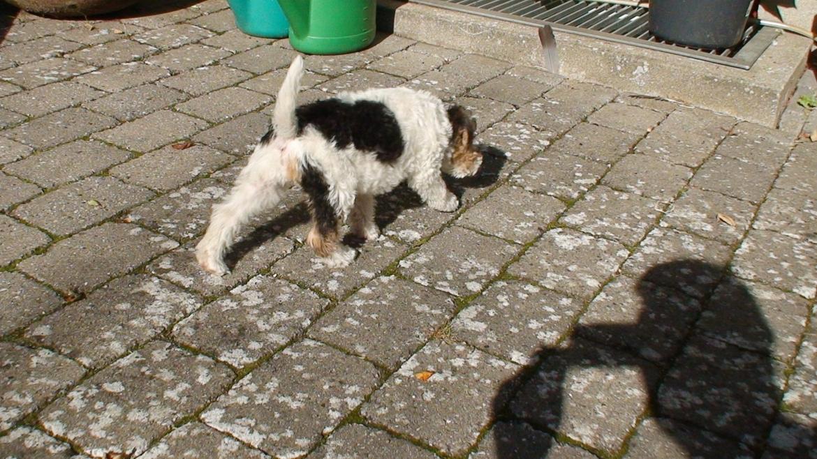 Ruhåret foxterrier EL-FRI-BA Fox Hunter billede 3