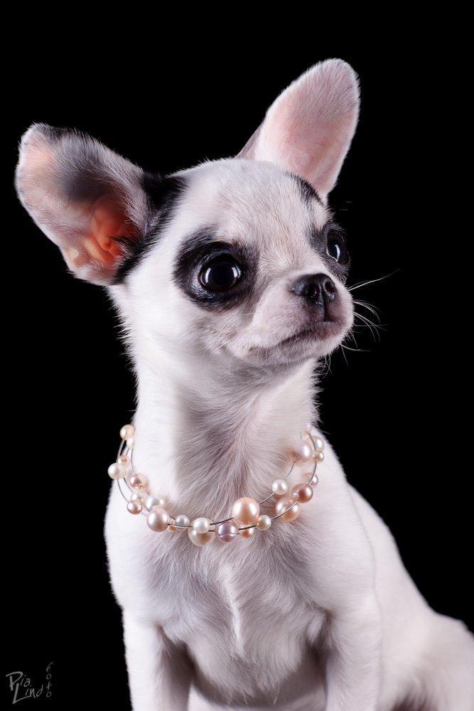 Chihuahua Miszja - Velkommen til Miszja's profil, her er hun 14 uger <3
- 23-12-2013. billede 21