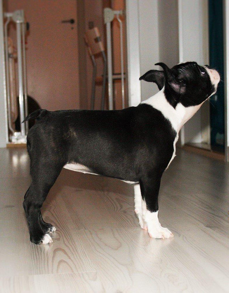Boston terrier Beautiful Aya vom Greifenring - 13 uger billede 26