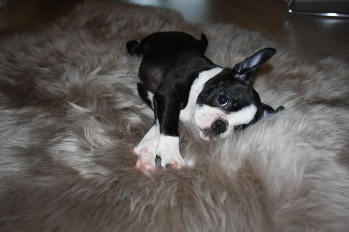 Boston terrier Beautiful Aya vom Greifenring billede 27
