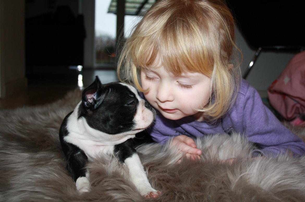 Boston terrier Beautiful Aya vom Greifenring billede 28