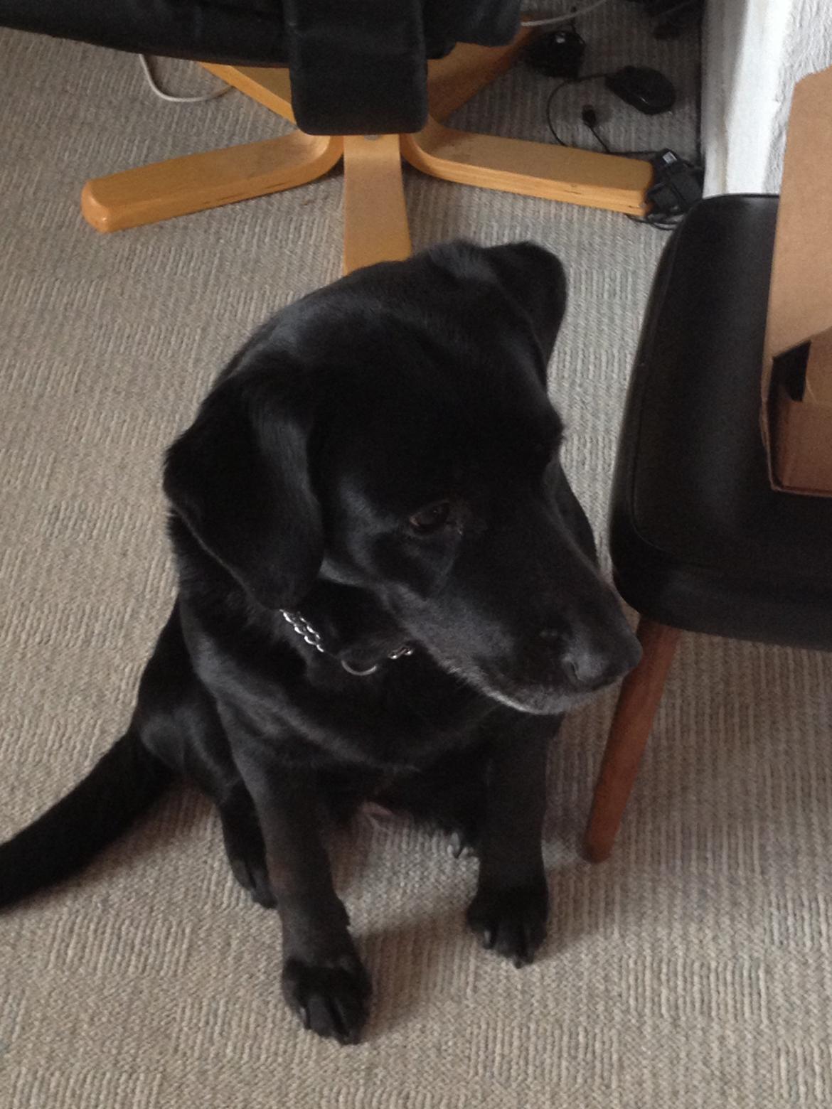 Blanding af racer Sheeba billede 22