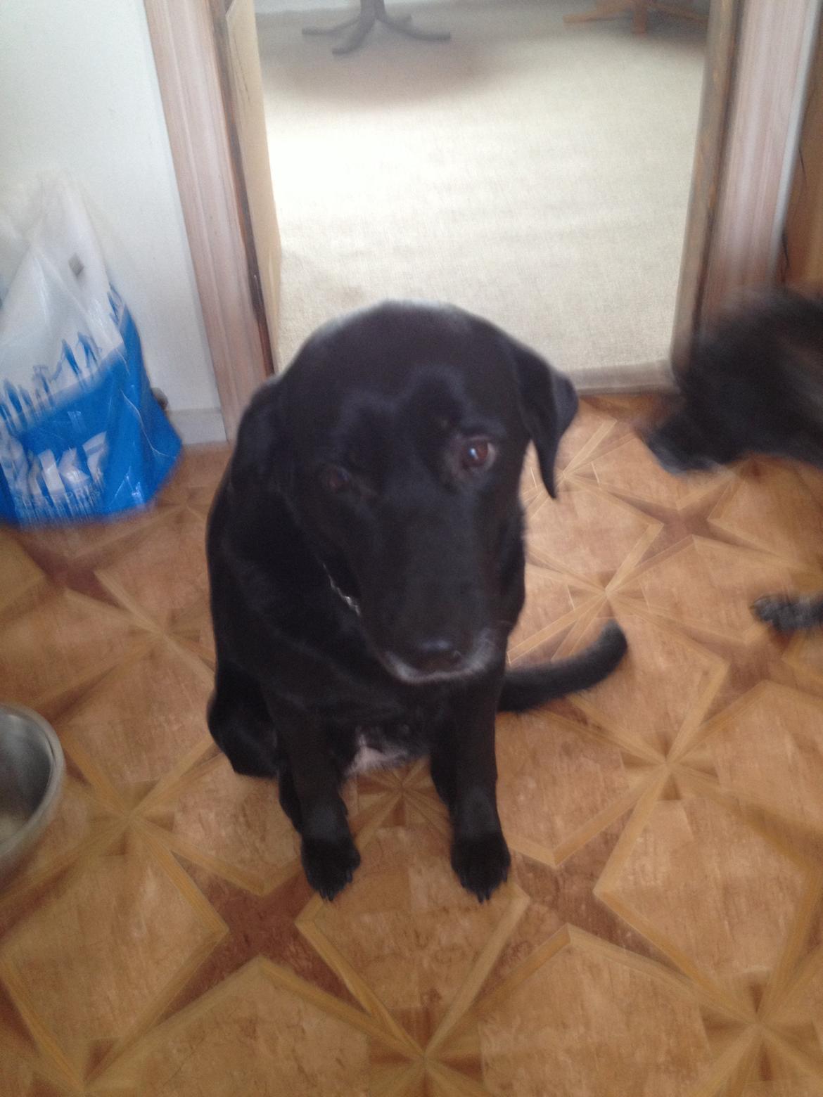 Blanding af racer Sheeba billede 23