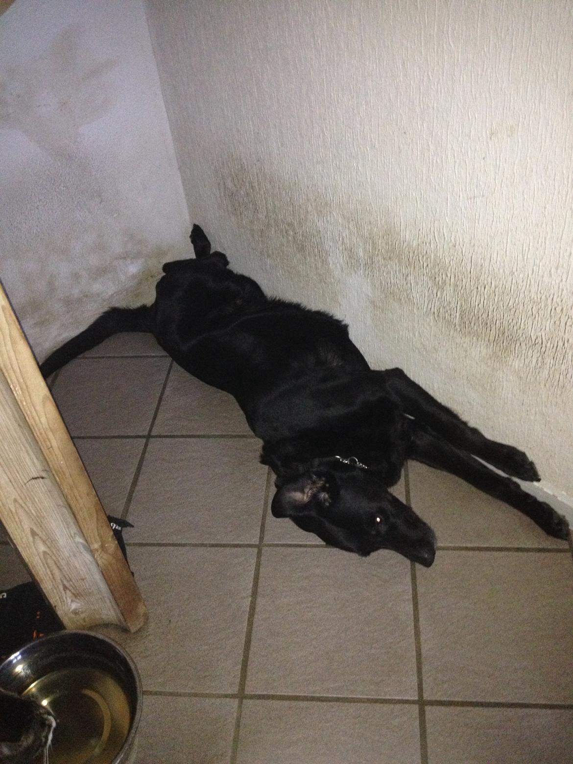 Blanding af racer Sheeba billede 24