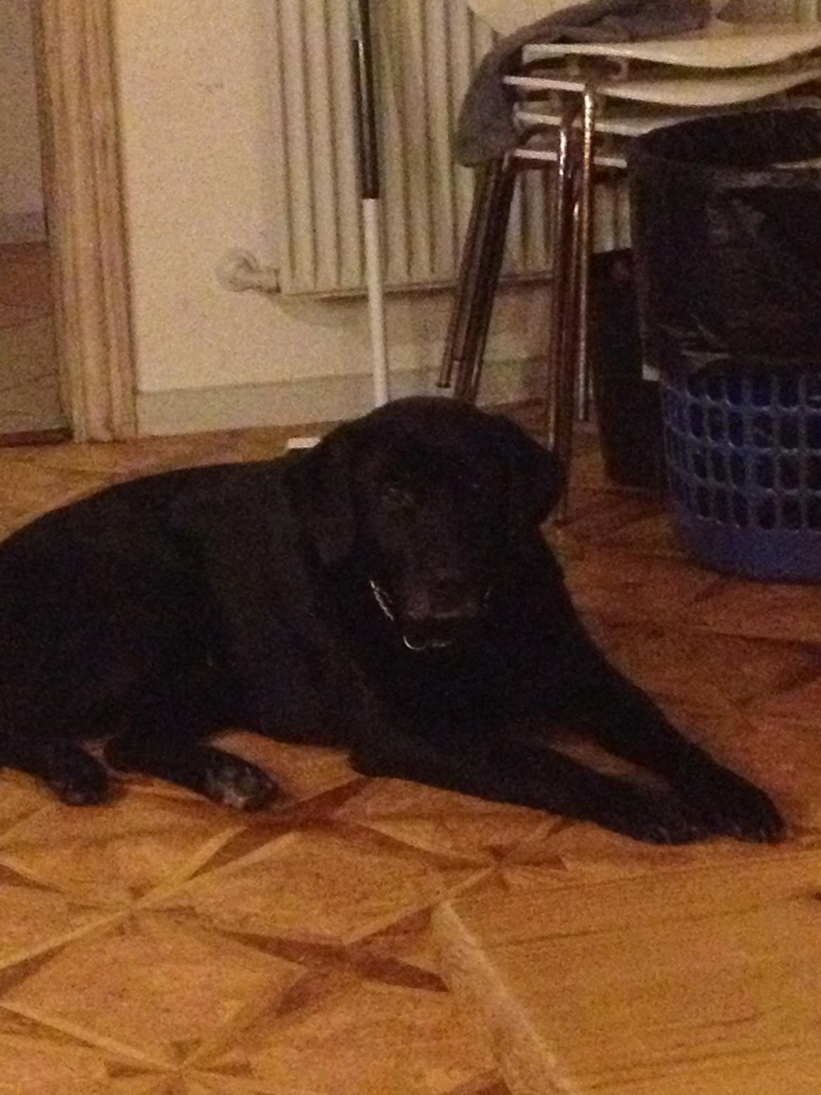 Blanding af racer Sheeba billede 25