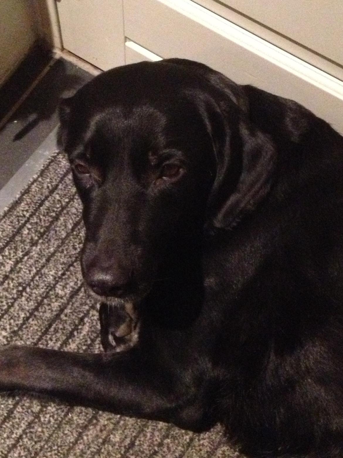 Blanding af racer Sheeba billede 26