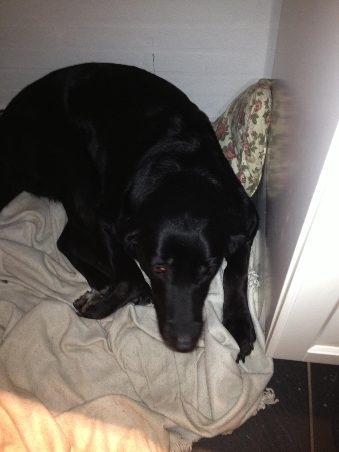 Blanding af racer Sheeba billede 27