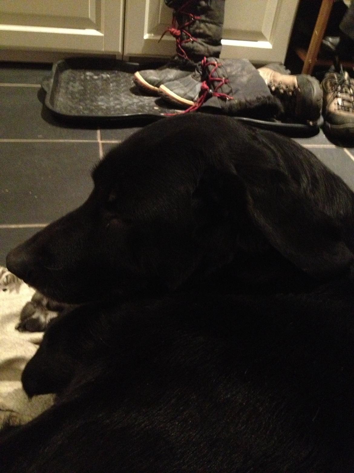 Blanding af racer Sheeba billede 28