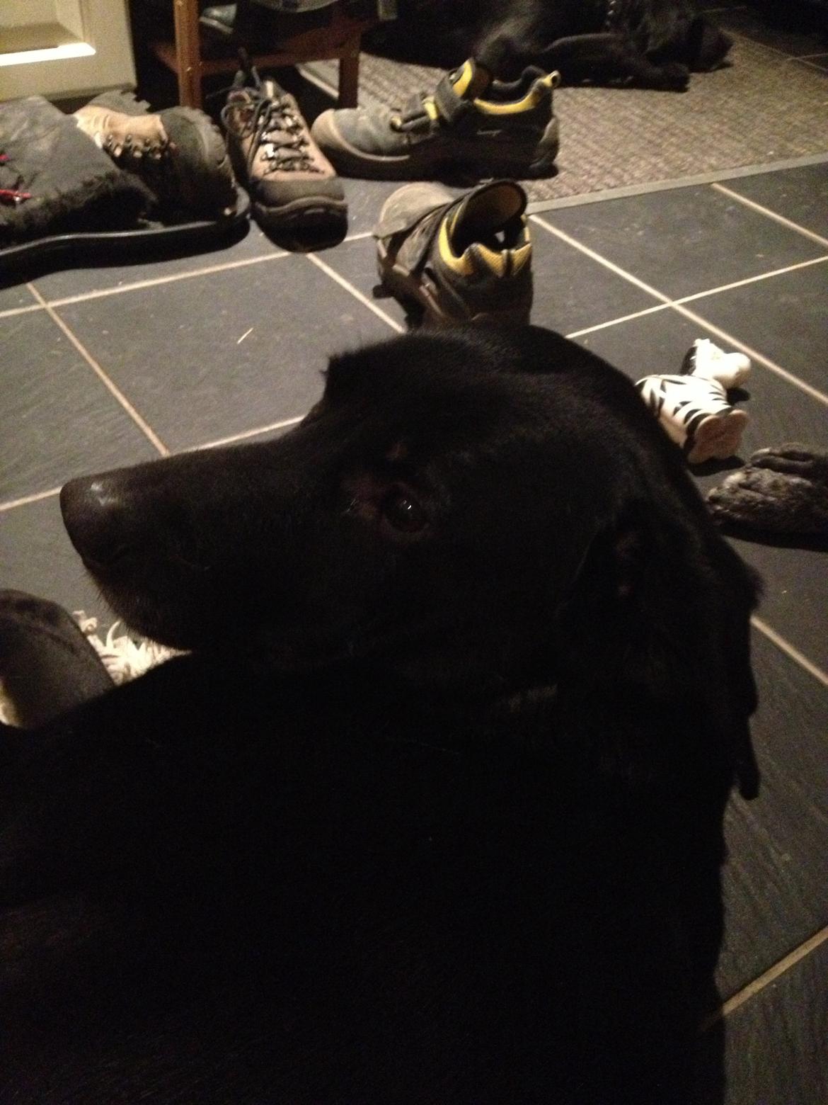 Blanding af racer Sheeba billede 29