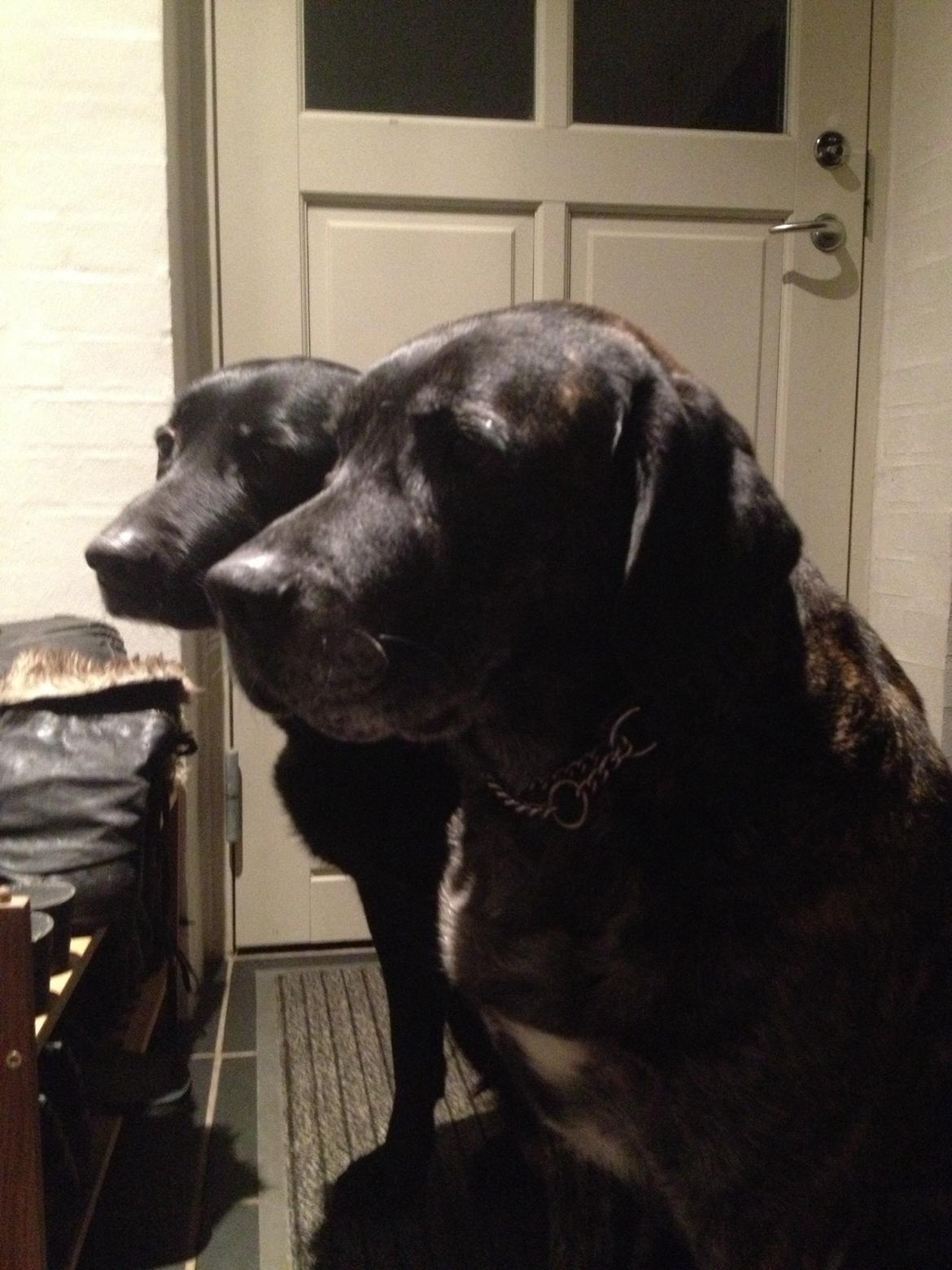 Blanding af racer Sheeba billede 30