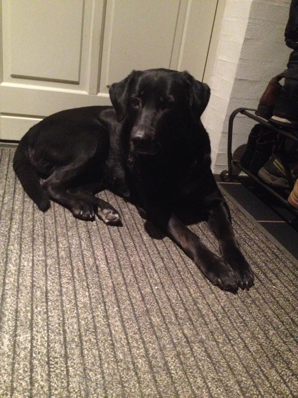 Blanding af racer Sheeba billede 31