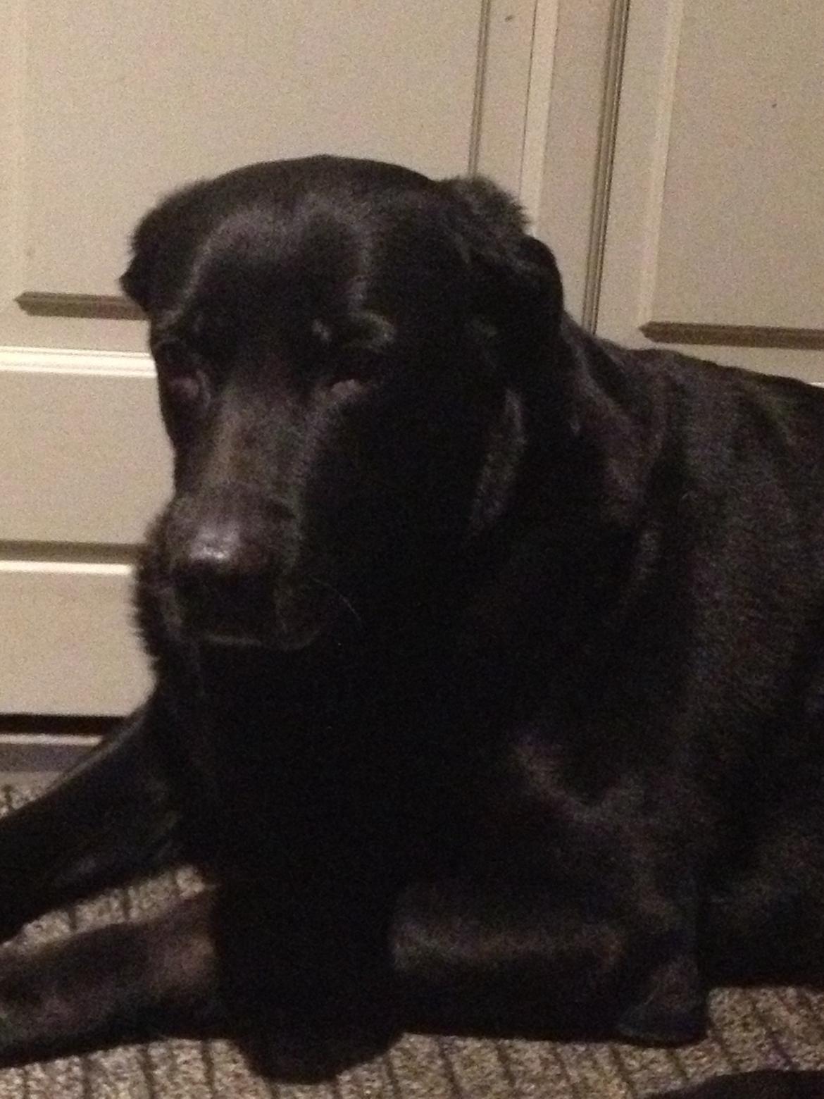 Blanding af racer Sheeba billede 32