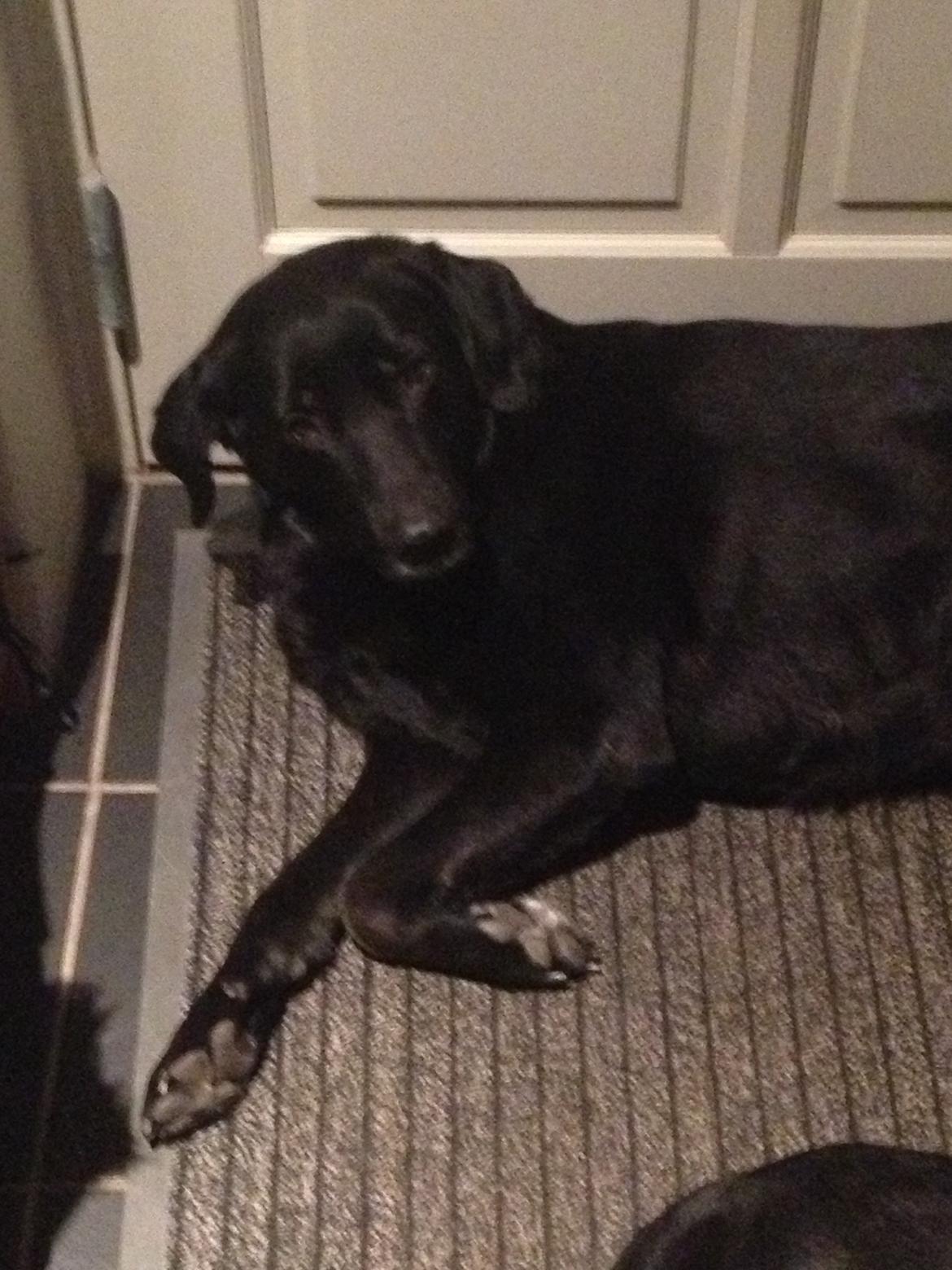 Blanding af racer Sheeba billede 33