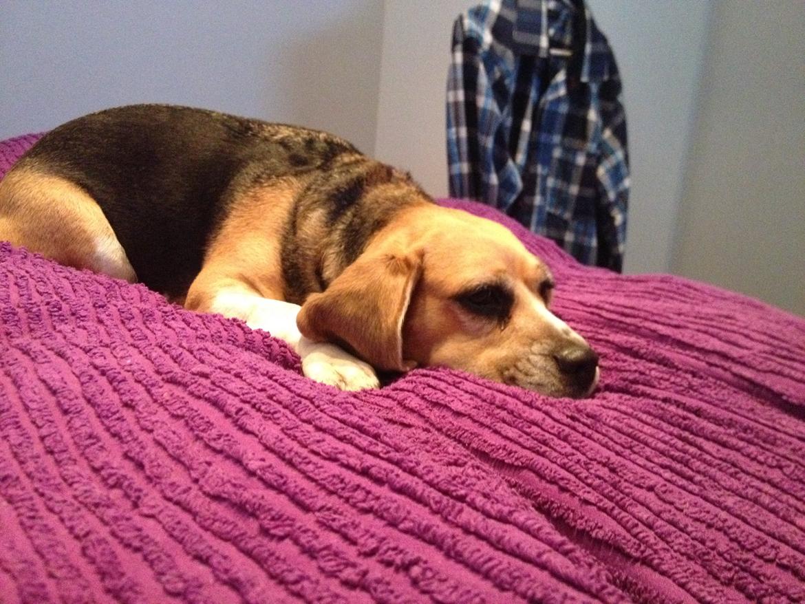 Beagle bella <3 billede 1