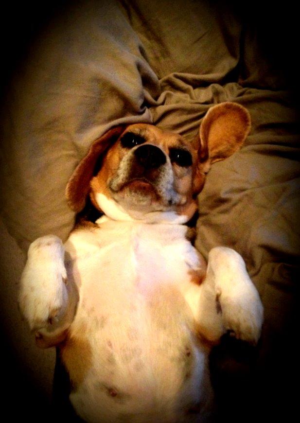 Beagle bella <3 billede 2