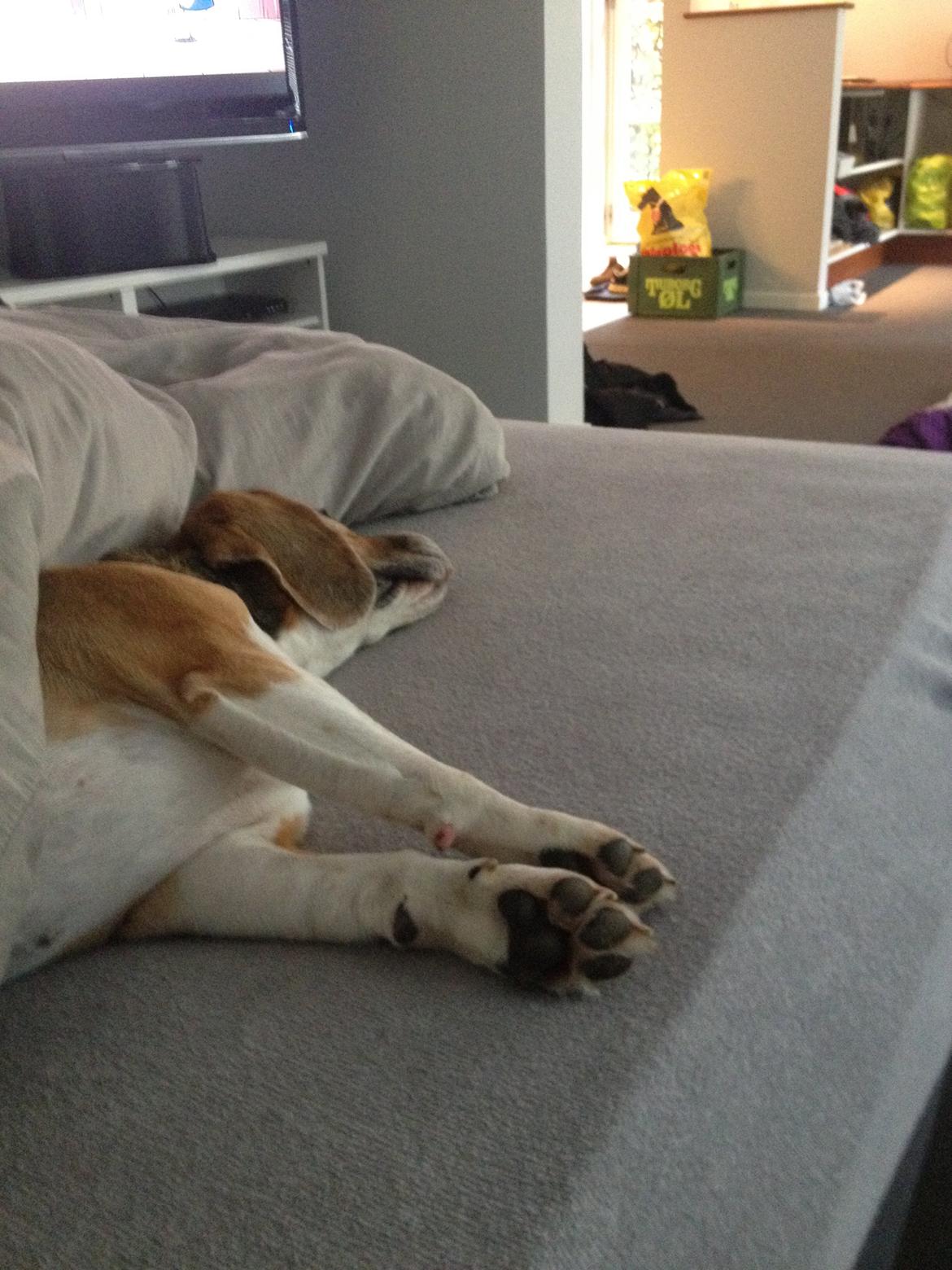 Beagle bella <3 billede 3