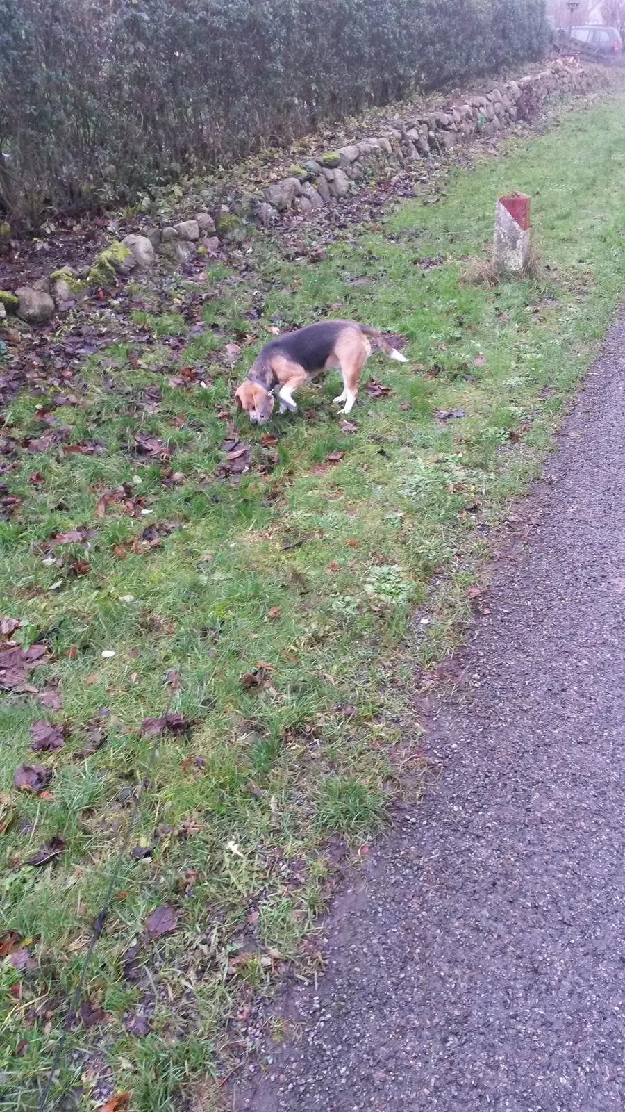 Beagle bella <3 billede 4