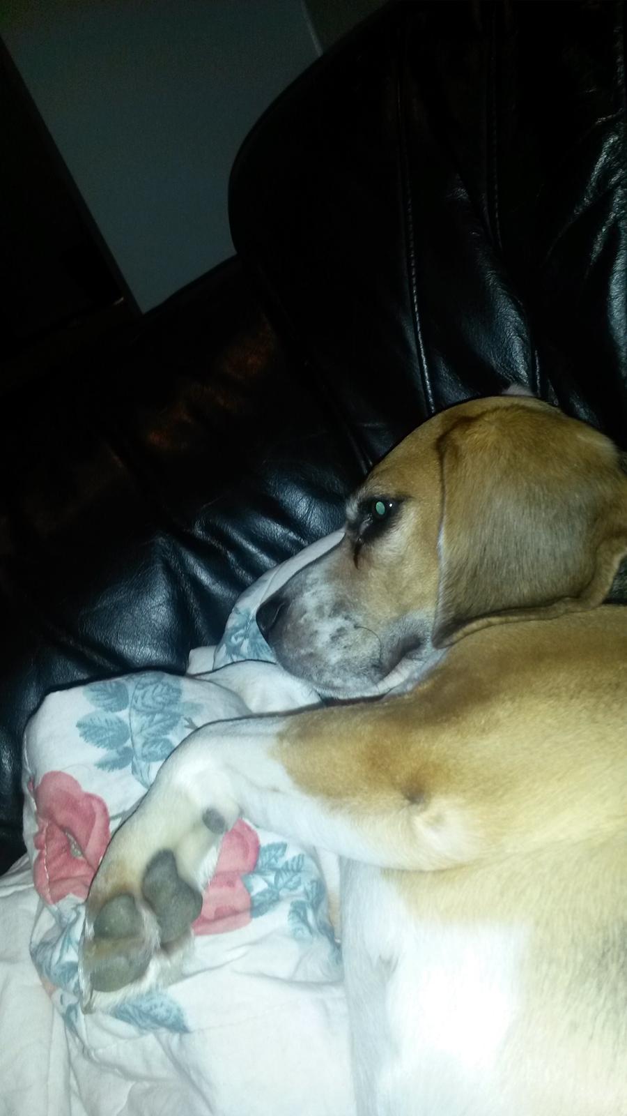 Beagle bella <3 billede 5