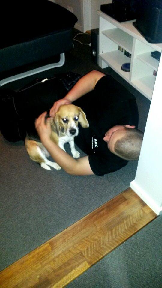 Beagle bella <3 billede 6