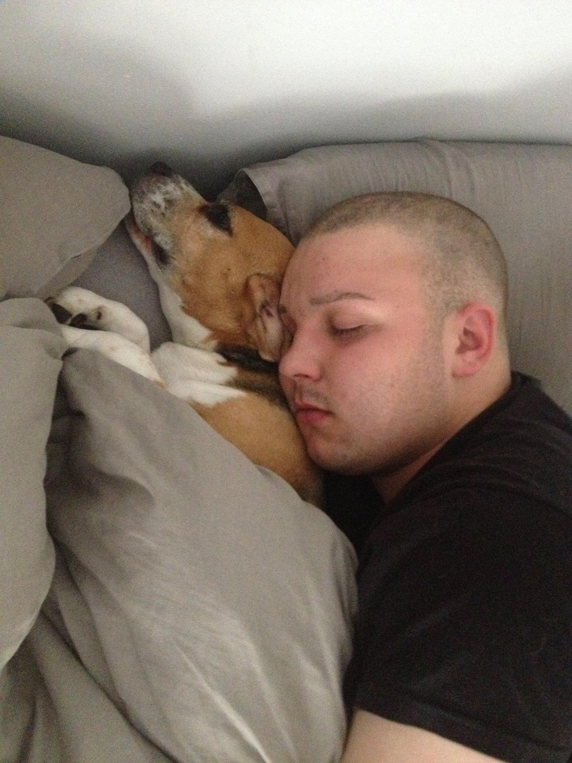 Beagle bella <3 billede 7