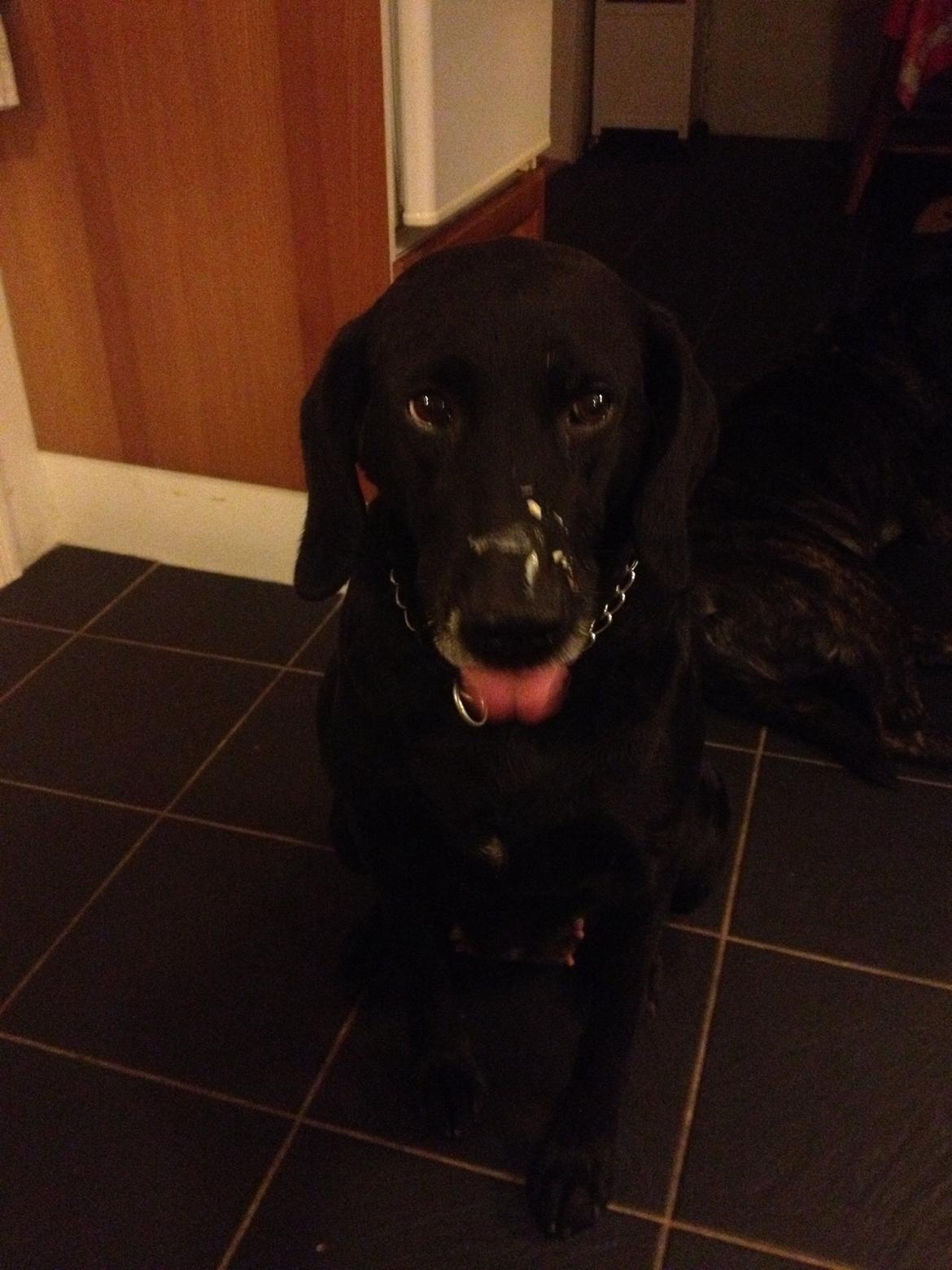 Blanding af racer Tøsen billede 21