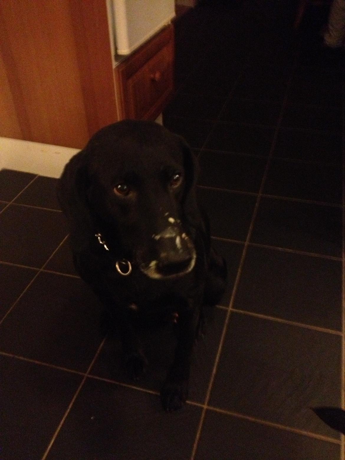 Blanding af racer Tøsen billede 22