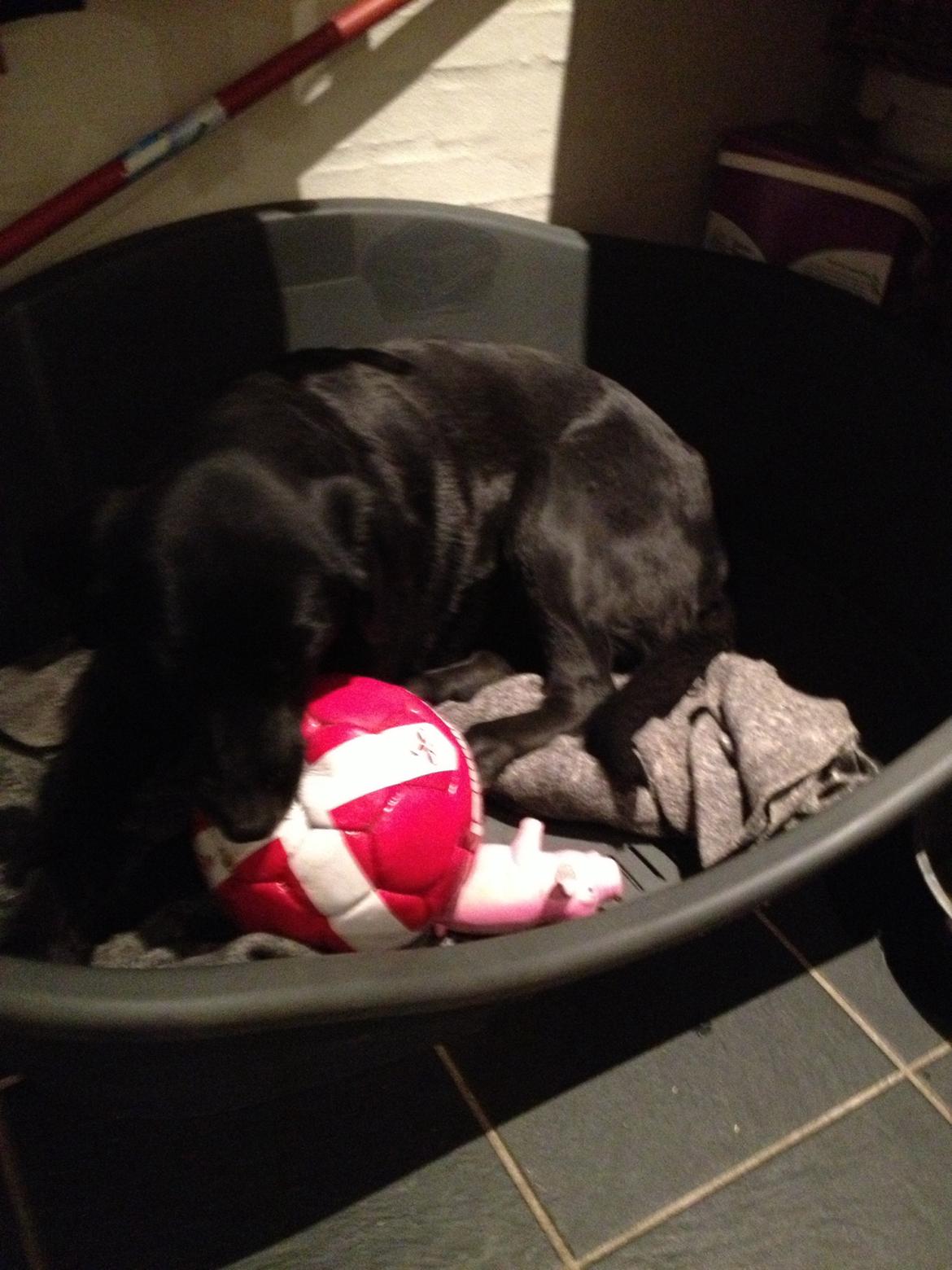 Blanding af racer Sheeba billede 34