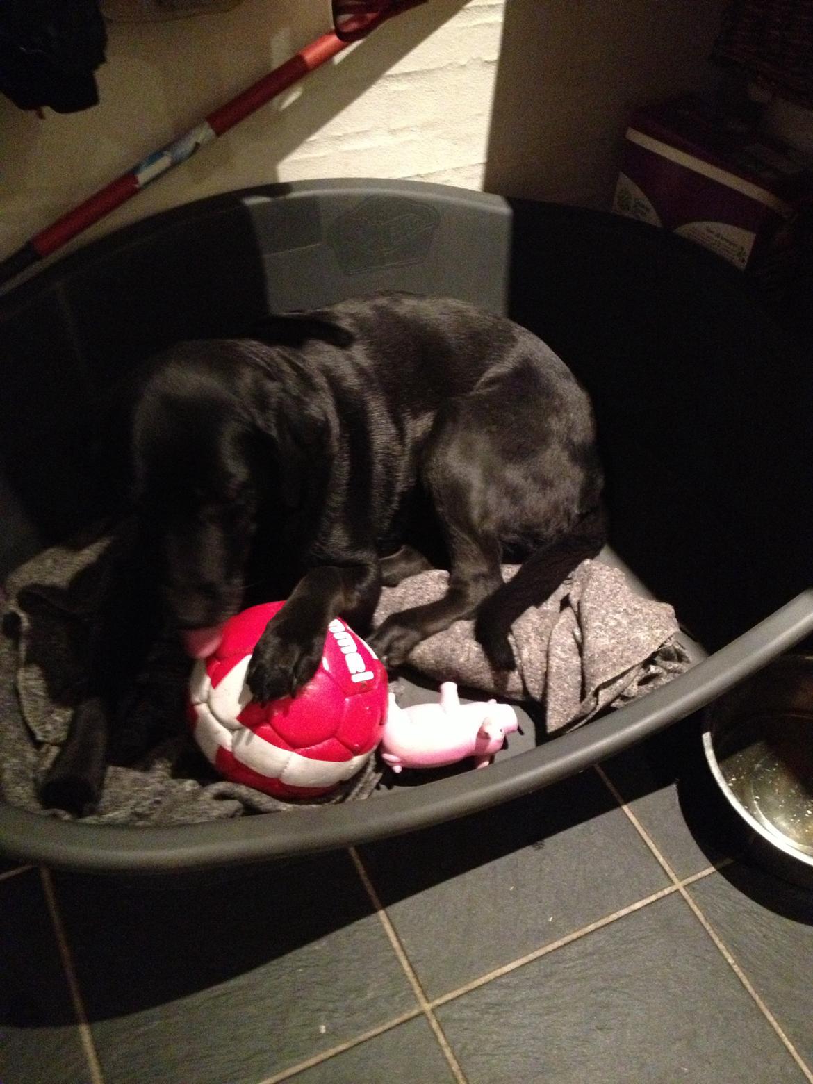 Blanding af racer Sheeba billede 35