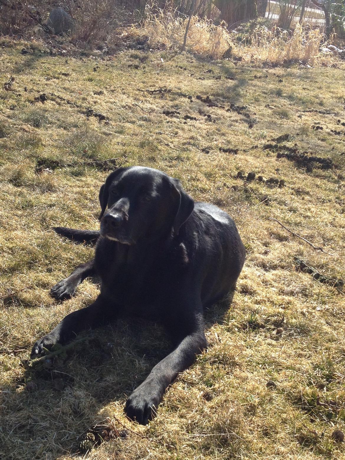 Blanding af racer Sheeba billede 36