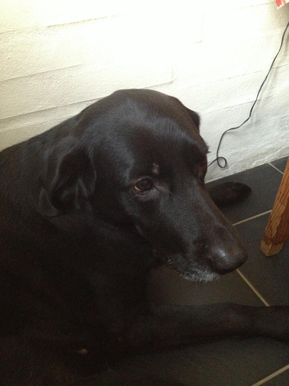 Blanding af racer Sheeba billede 37