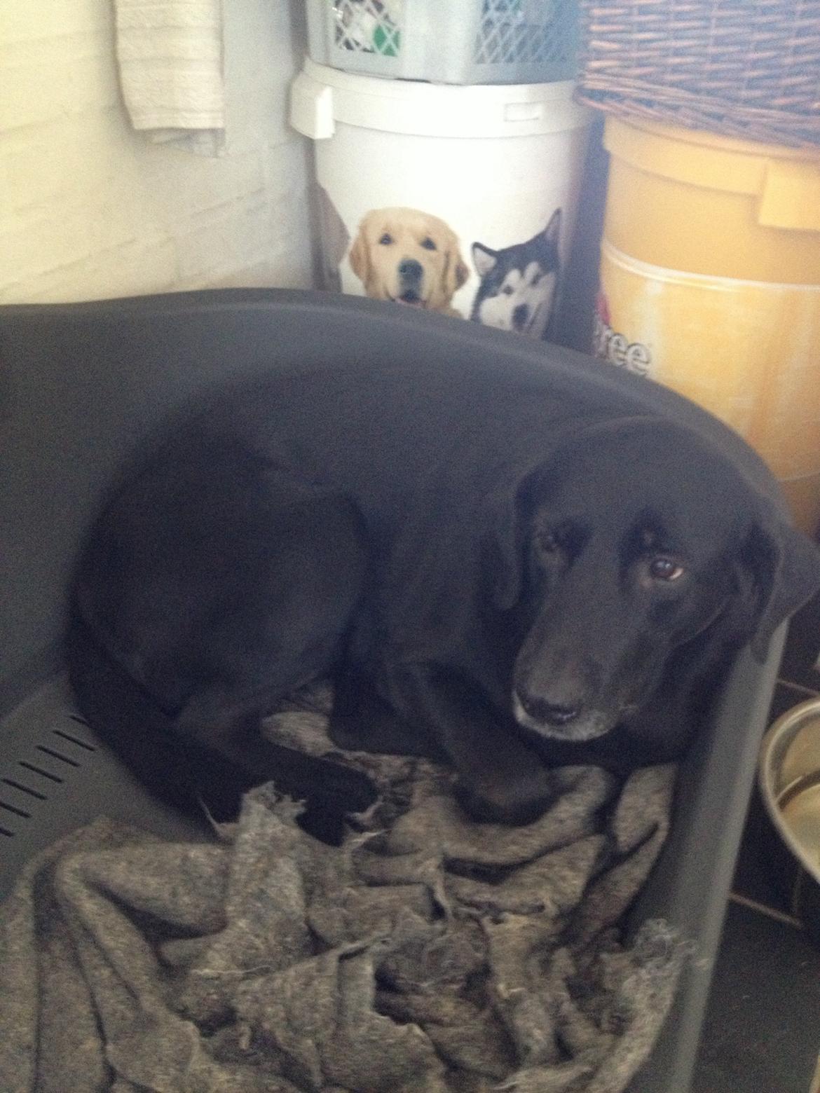 Blanding af racer Sheeba billede 38