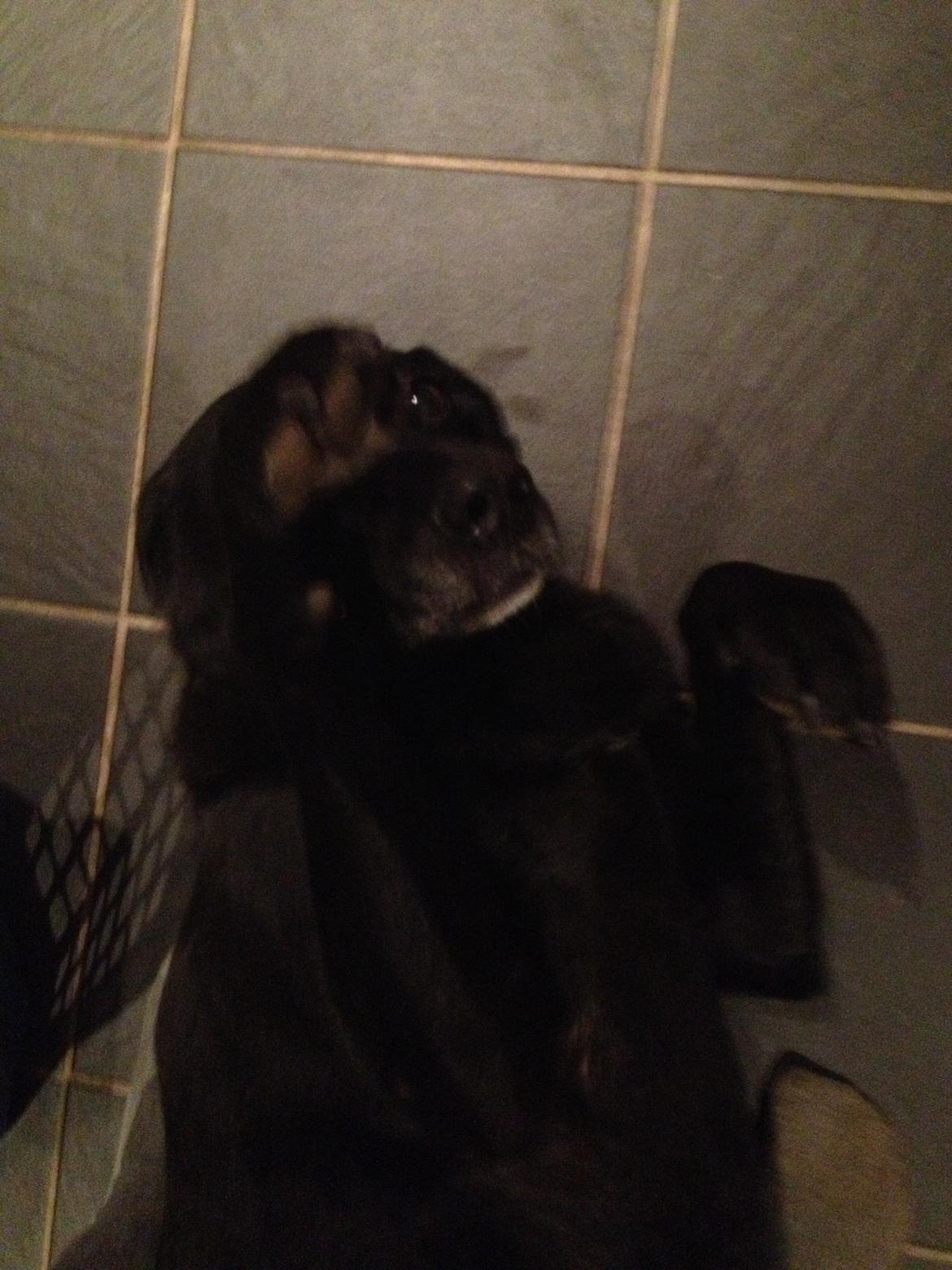 Blanding af racer Sheeba billede 39