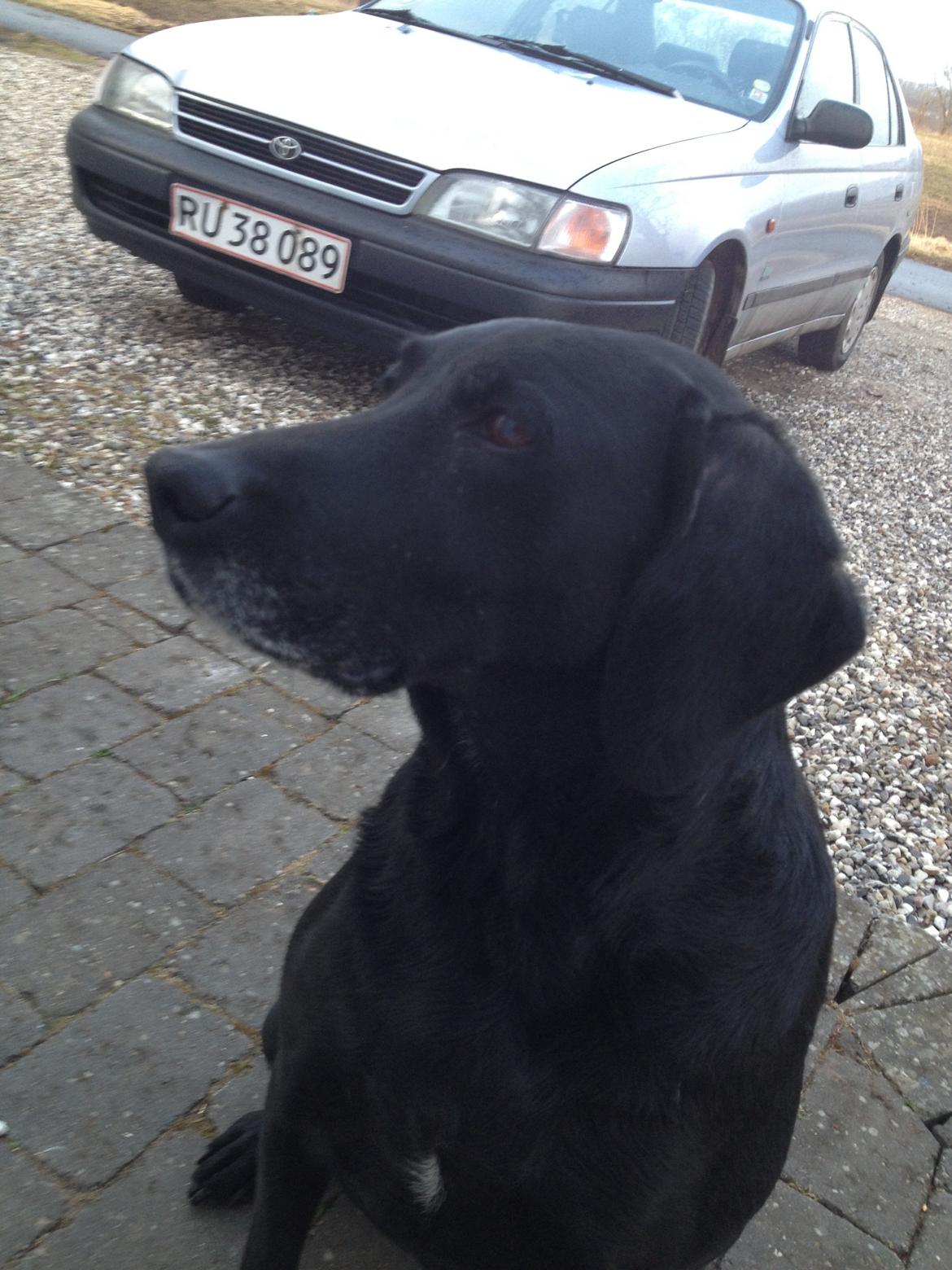 Blanding af racer Tøsen billede 23