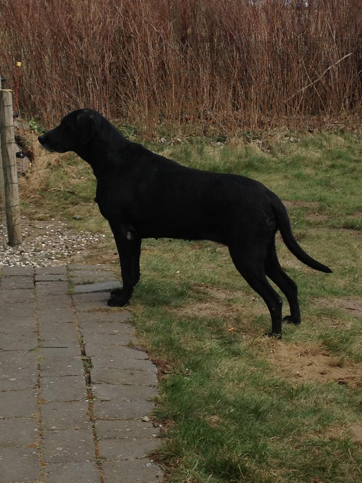 Blanding af racer Tøsen billede 24