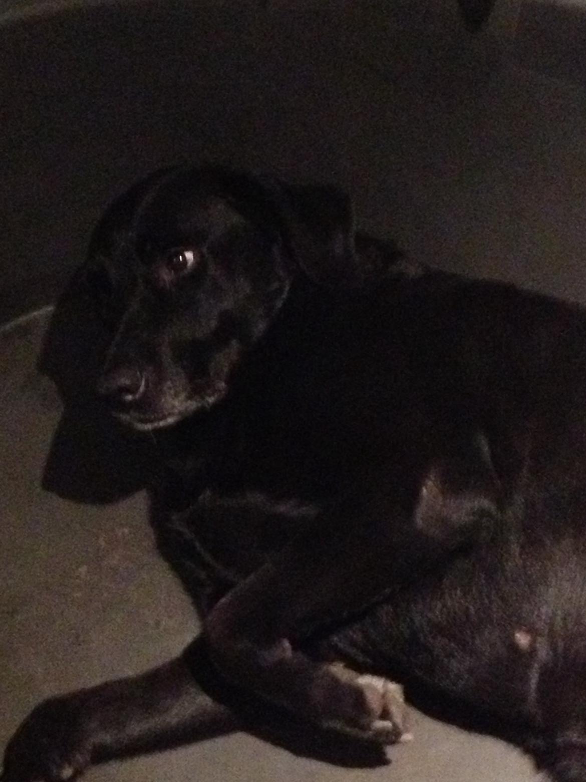 Blanding af racer Sheeba billede 40