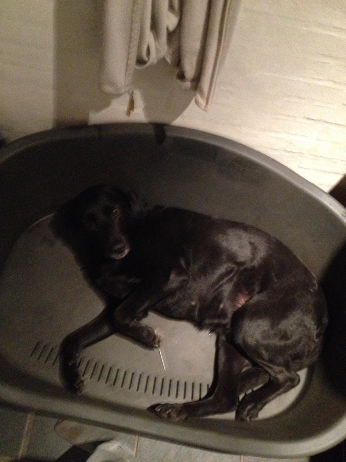 Blanding af racer Sheeba billede 41