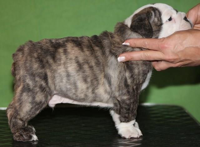 Engelsk bulldog GT - Så blev jeg 5 uger :)
 billede 13