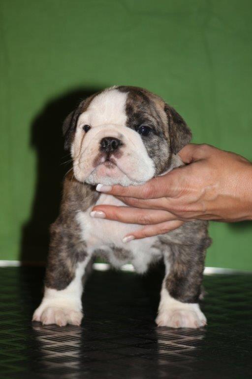 Engelsk bulldog GT - 5 Uger :) billede 12