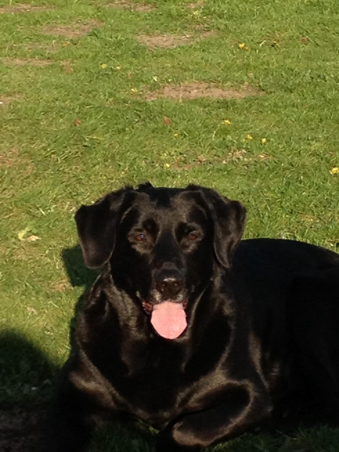 Blanding af racer Sheeba billede 42