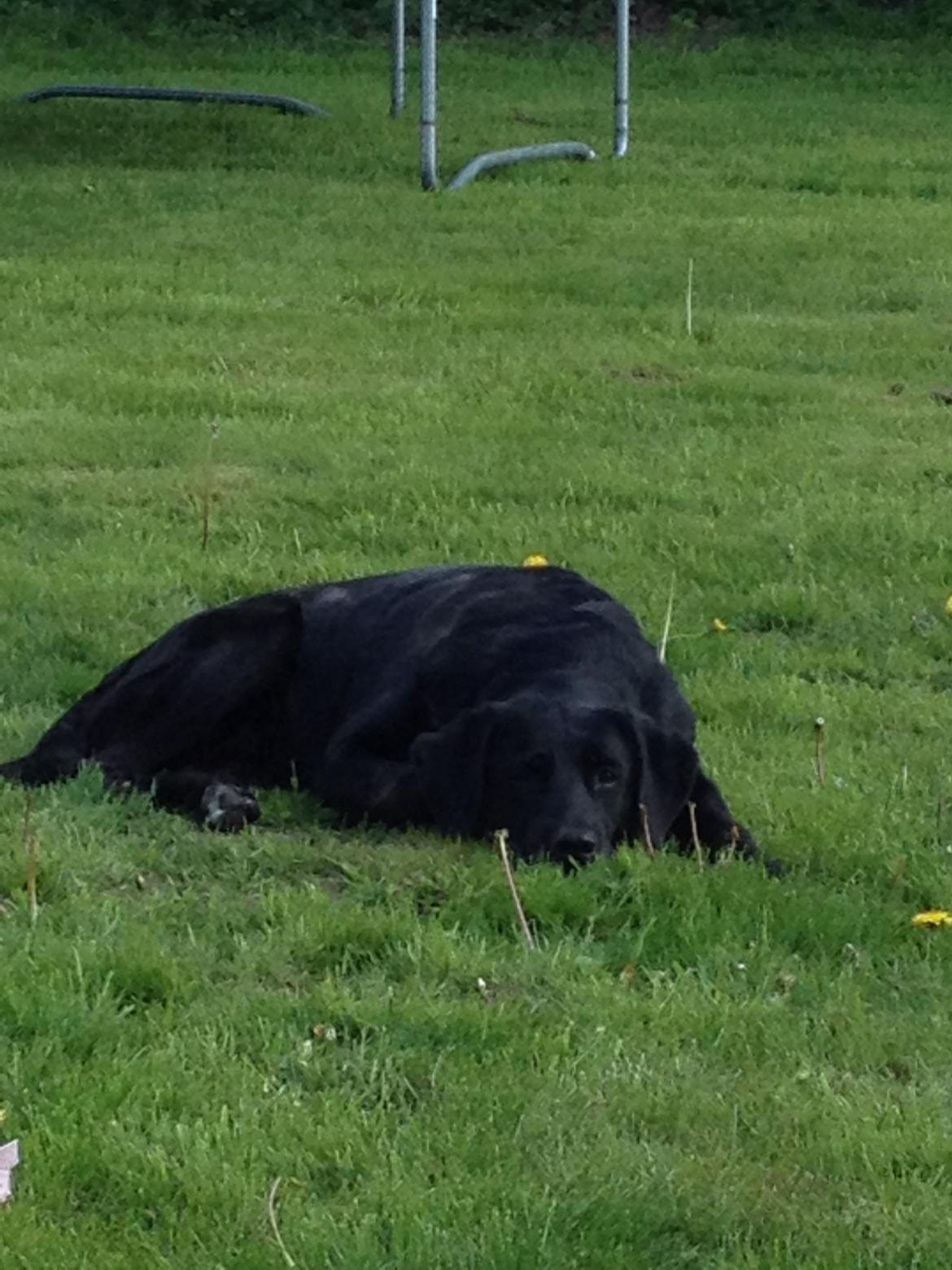 Blanding af racer Sheeba billede 43